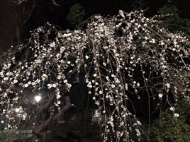 梅の花