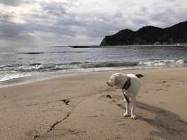 犬と海岸