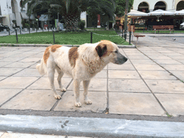 犬