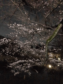 夜桜