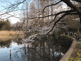 桜