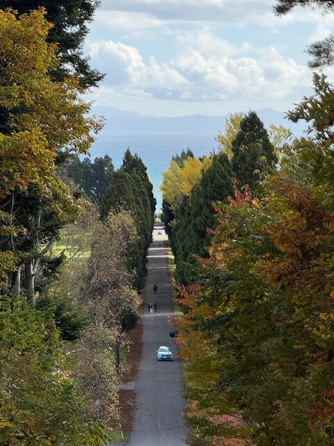 ポプラ並木の道