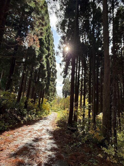 紅葉の木漏れ日