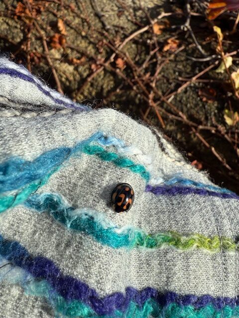 カメノコテントウ